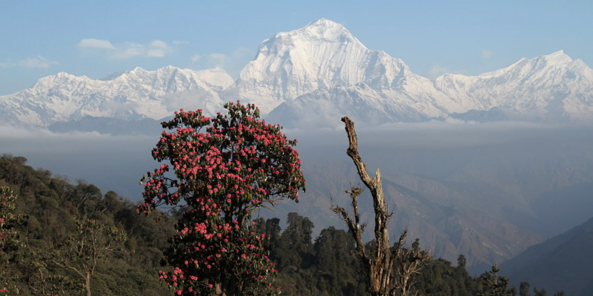 Annapurna Ghorepani Trek